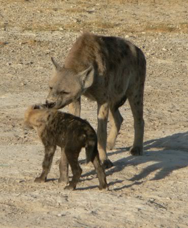 hyena and pup