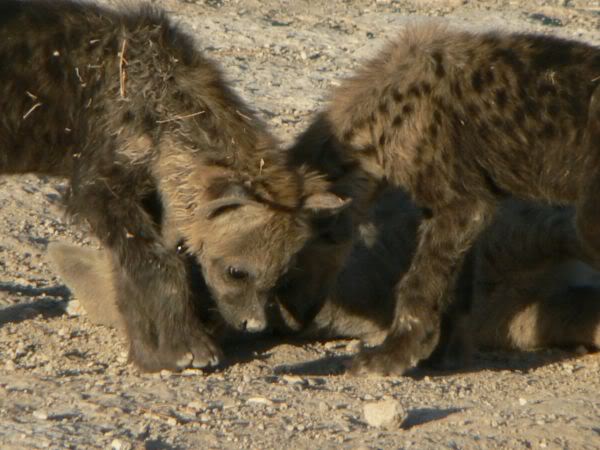 hyena pups