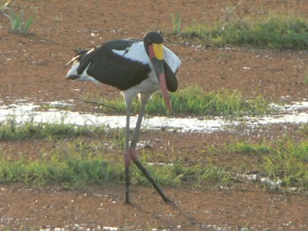 saddle billed stork