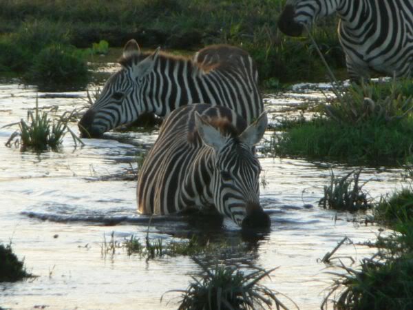 zebra