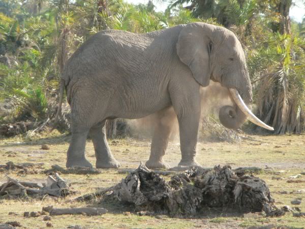 elephant