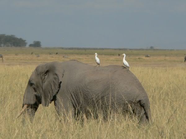 elephant