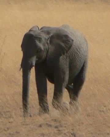 elephant