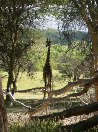 giraffe