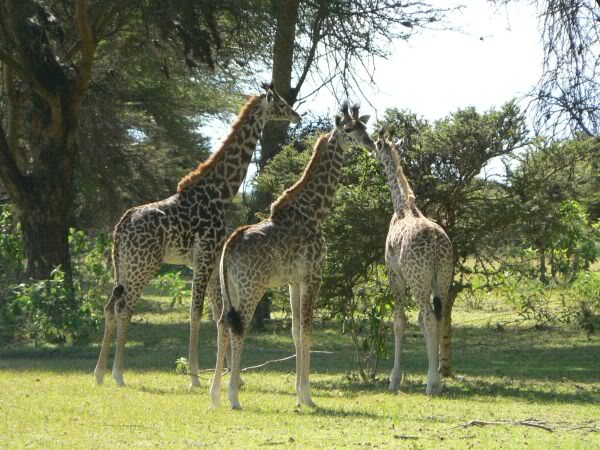 giraffe