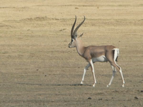 impala