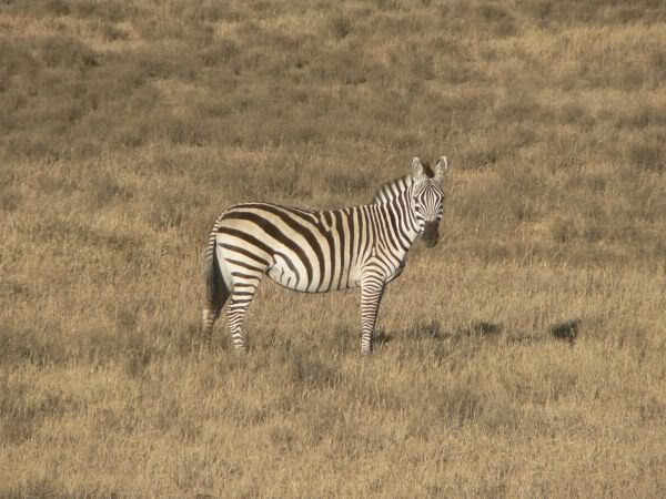 zebra