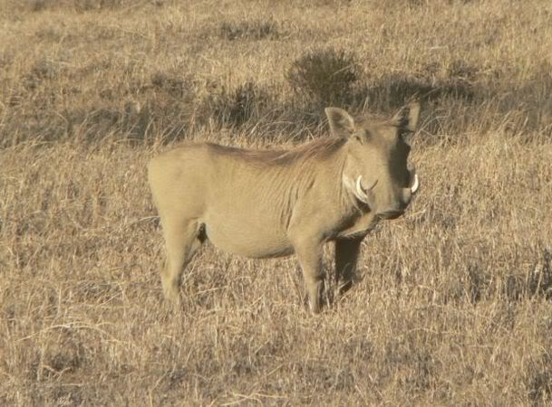 warthog