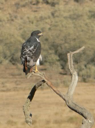 augur buzzard