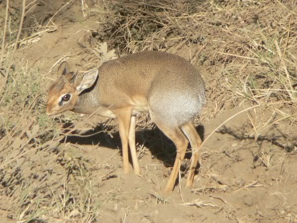 dikdik