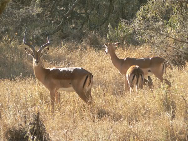 impala