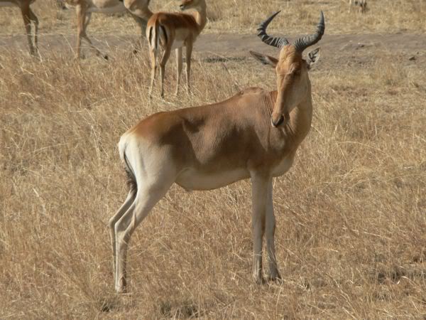hartebeest