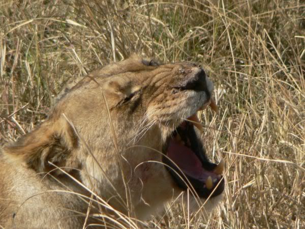 lioness
