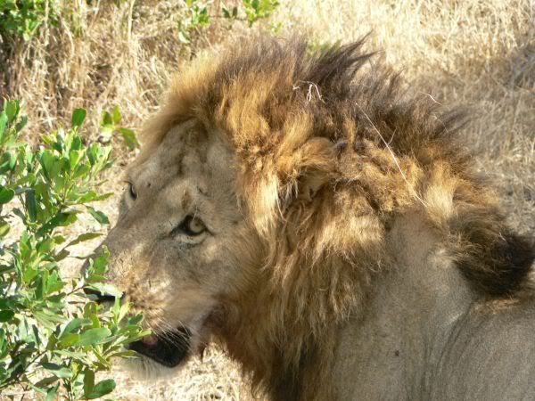 lion