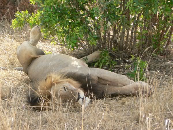 lion