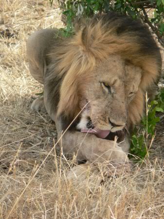 lion