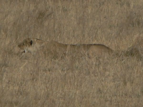 lioness stalking
