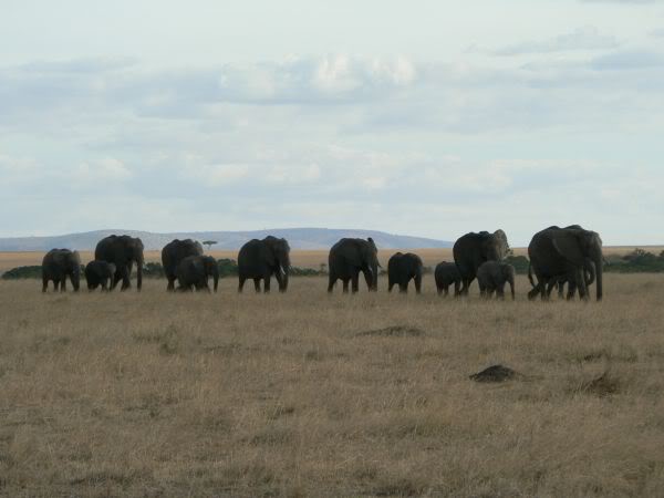 elephant group