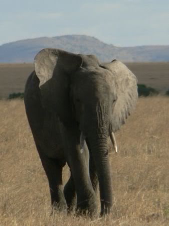 elephant