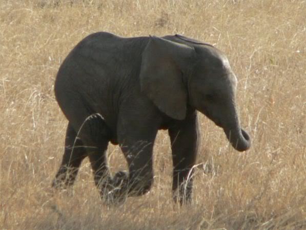 baby elephant