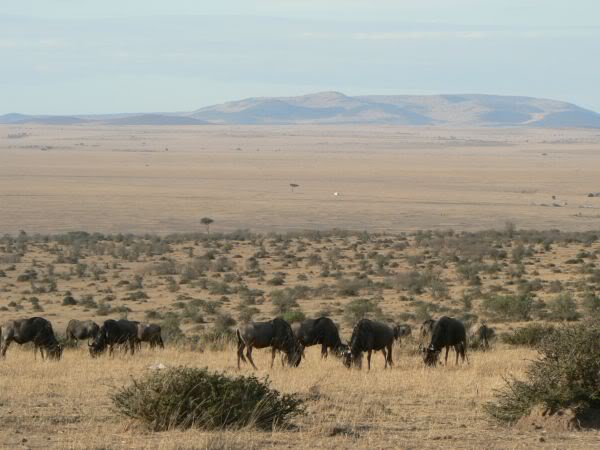 wildebeest