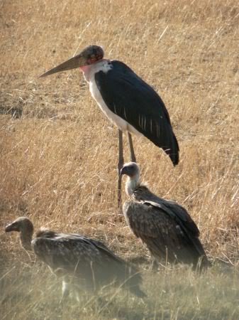 marabou and vultures