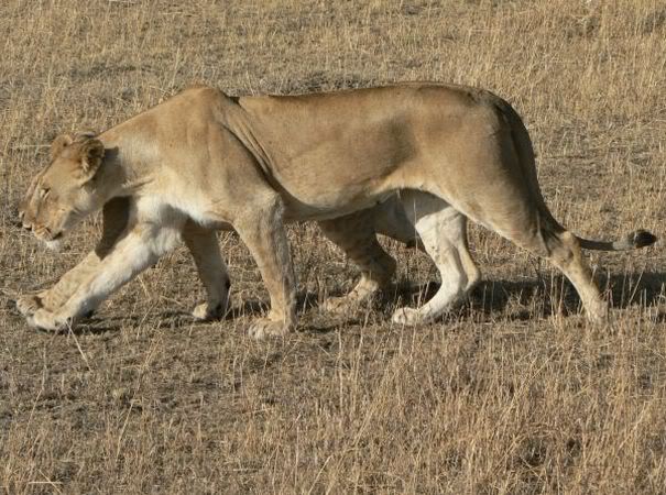 lioness