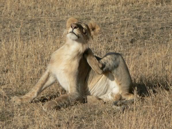 lion cub