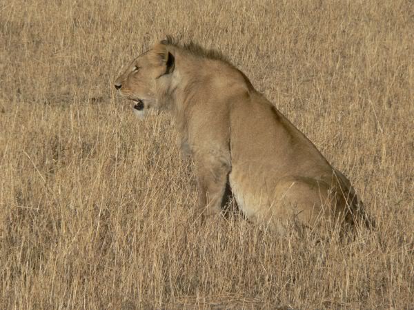 young lion