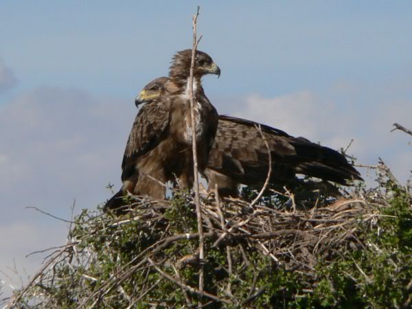 tawny eagle