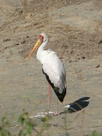 yellow billed stork