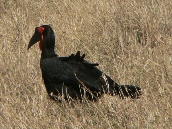 ground hornbill