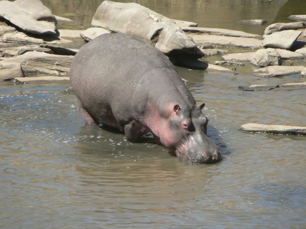 hippo