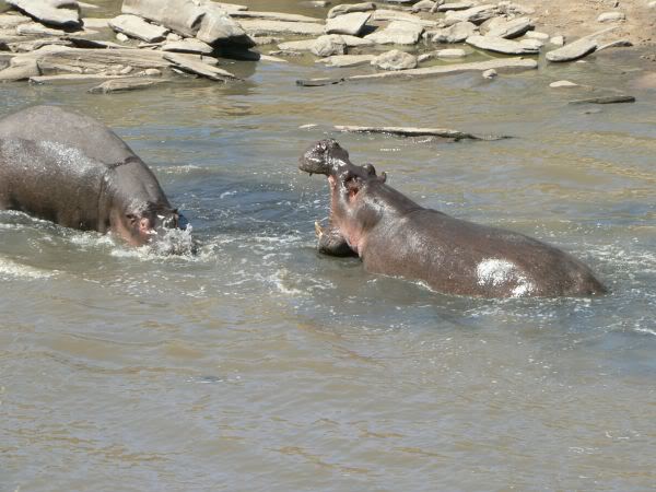 hippo