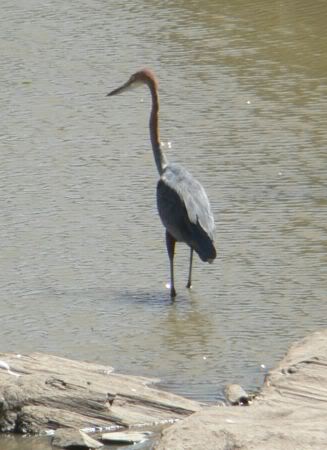 goliath heron