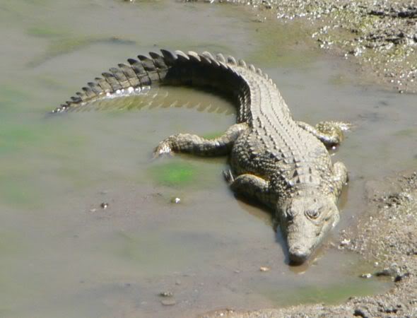 crocodile