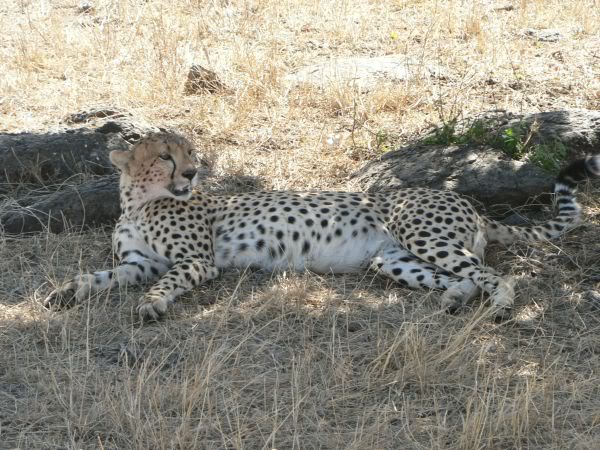 cheetah