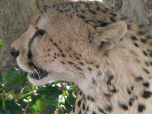 cheetah
