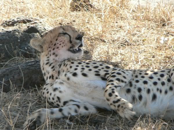 cheetah