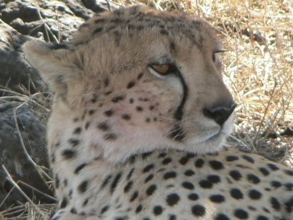 cheetah