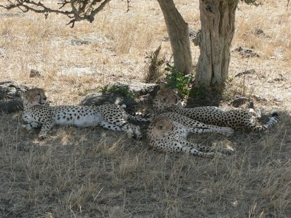 cheetah