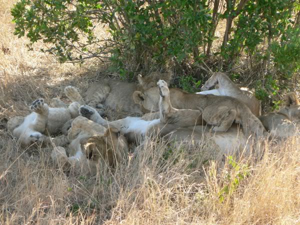 lions at rest