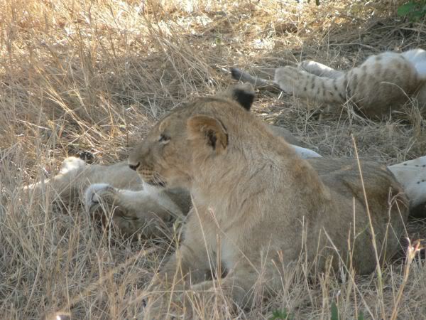 lions at rest