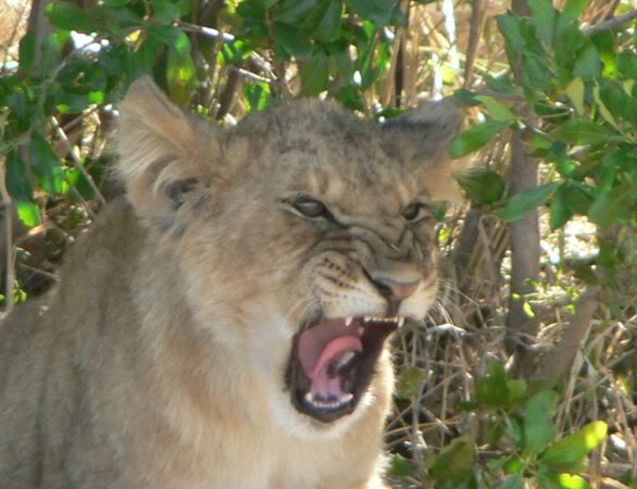 lion cub