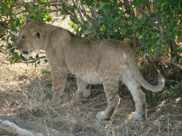 lion cub