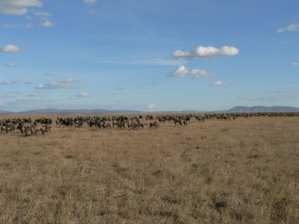 wildebeest