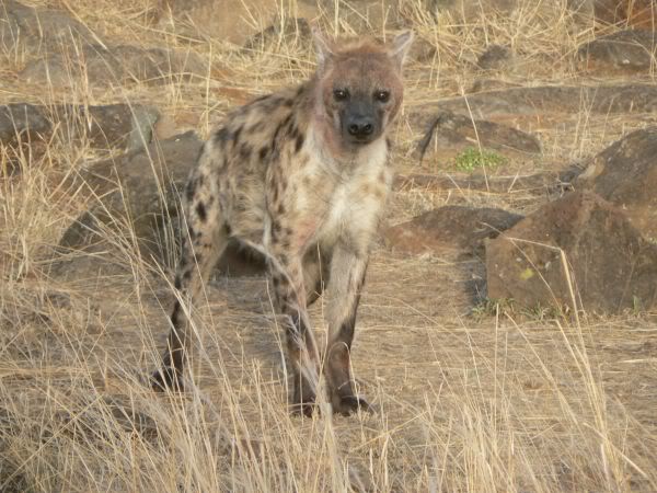 hyena