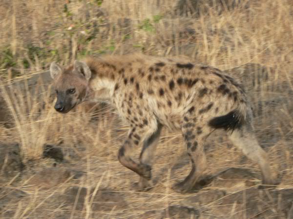 hyena