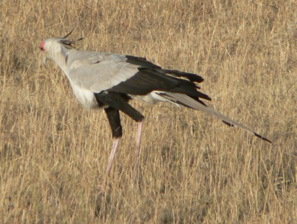 secretary bird