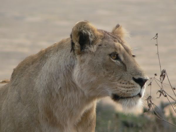 lioness